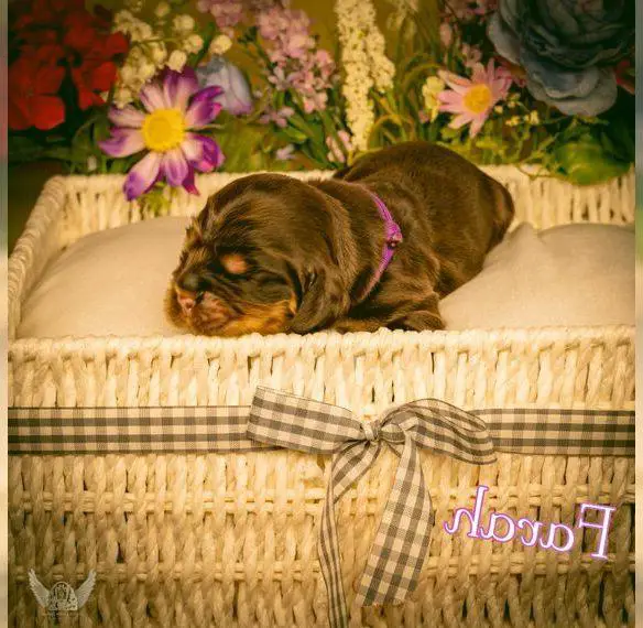 English Cocker Spaniel Welpen mit Ahnentafel