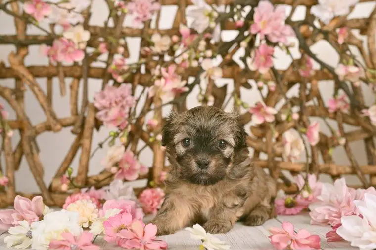 Bolonka Zwetna Hündin goldzobel MIT PAPIEREN Eltern DNA getestet / Starterpaket ab 04.04.