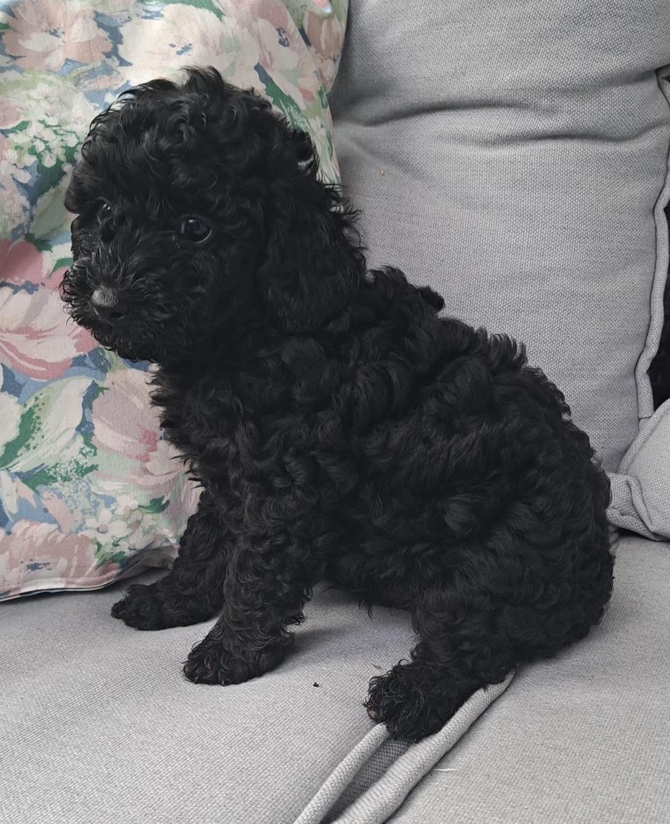 Junge Toypudel Welpen aus Schweizerzucht