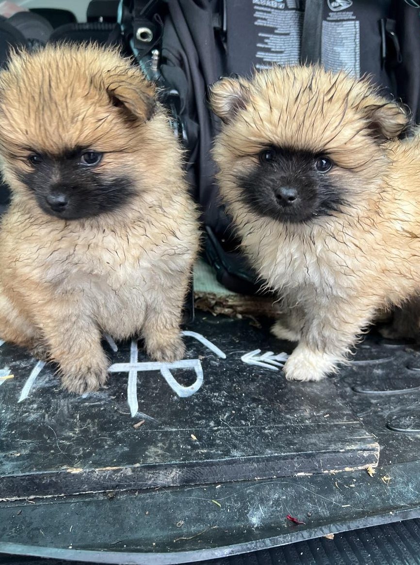 Zwergspitz Welpen, Rüden suchen neues Zuhause