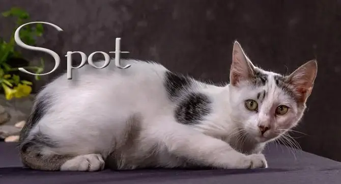 Kater Spot, sehnt sich so sehr nach einem schönen Zuhause