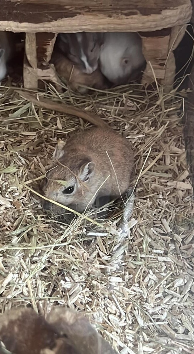 Rennmäuse aus Hobbyzucht zu verkaufen