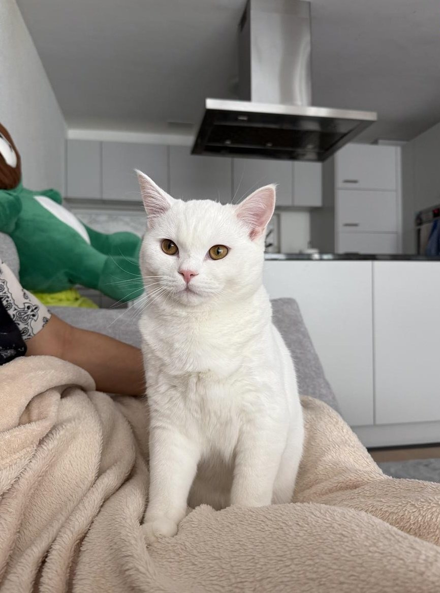 Deckkater Britisch Kurzhaar, weiss