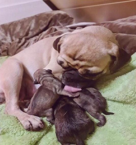 VMV Mopswelpen aus bester Anpaarung aus tierärztlicher Zucht abzugeben