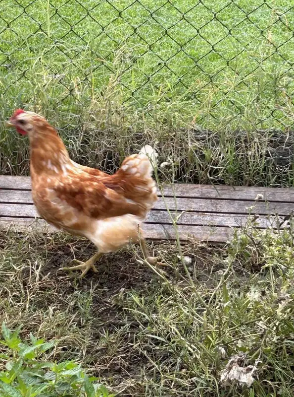 Junge Hähne suchen neue Hühnerschar