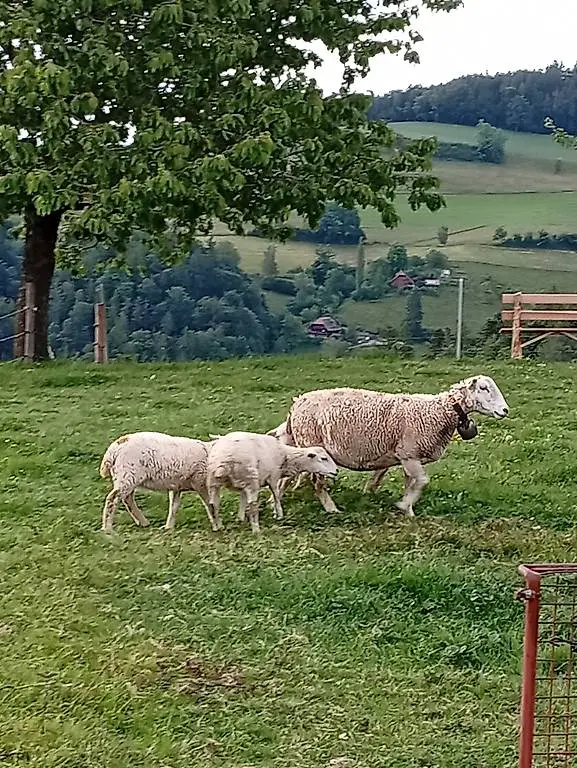 Nolana Lammer zu verkaufen