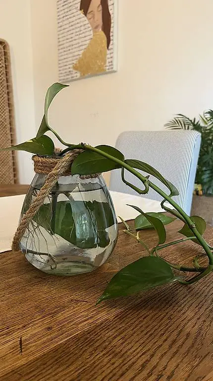 40cm Kletterpflanze Philodendron / Efeutute inkl Topf