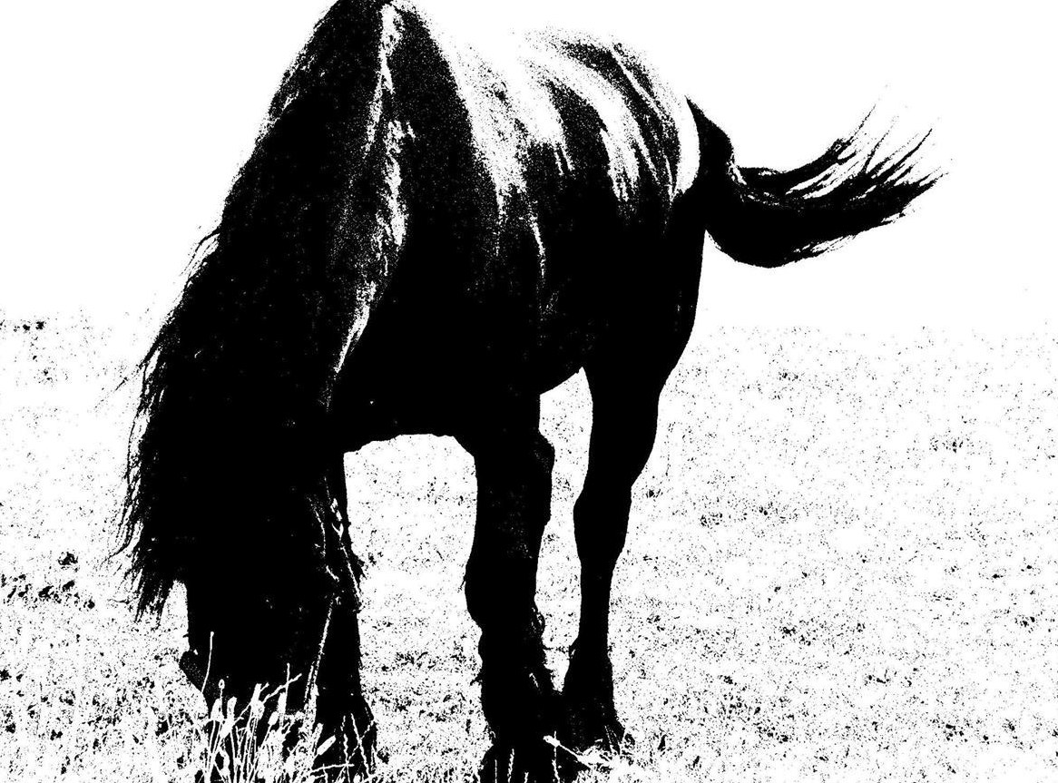 Miete/Pacht: suche Stallungen, Stalltrakt, Bauernhof, Offenstall