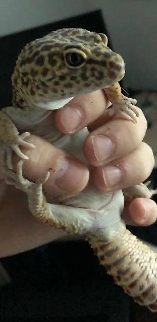 Leopardgecko + Terrarium mit Unterschrank und Zubehör