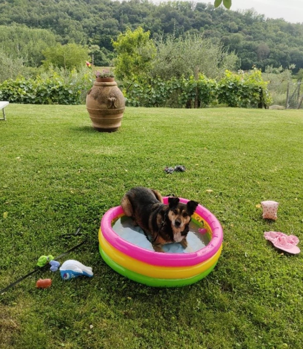 Mischlingshündin Luna sucht ein liebesvolles zuhause