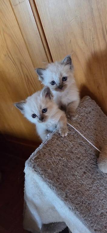 Wunderschöner Heilige Birma Kater