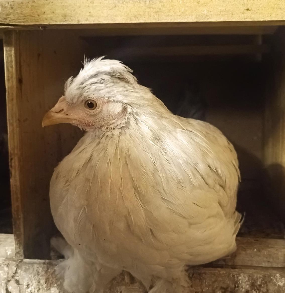 Legende Junghennen zu verkaufen