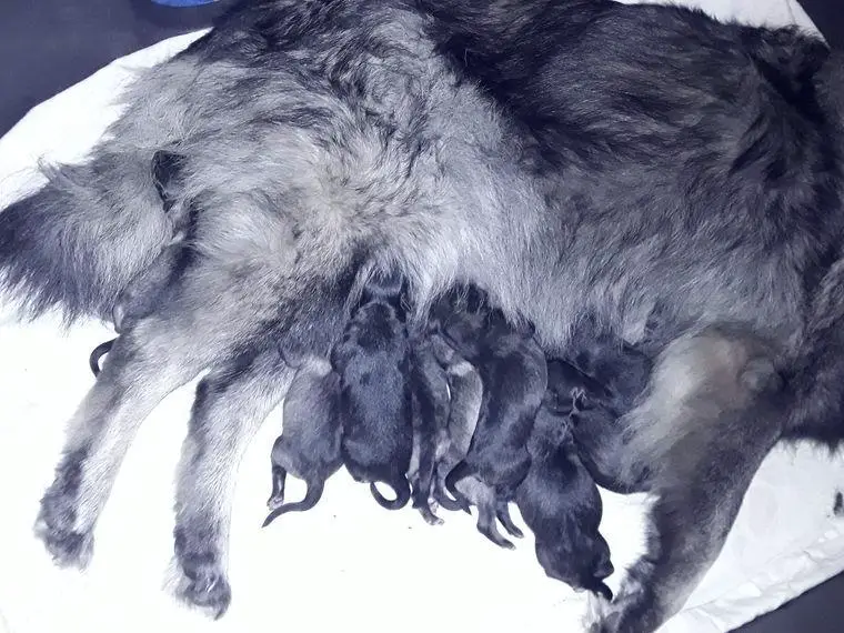 Wolfsspitz Alter deutscher Schlag