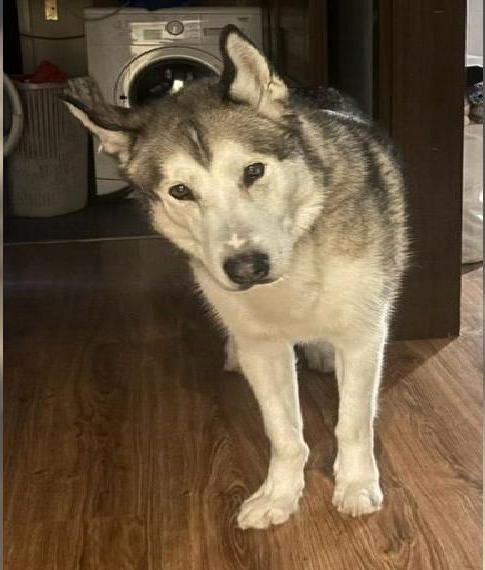 Alaskan Malamute, Tamlin (8 Jahre) sucht liebevolles, erfahrenes Zuhause