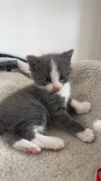 Grau-weisser Schmusekater zum Verlieben