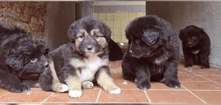 Do Khy Mischlingswelpen