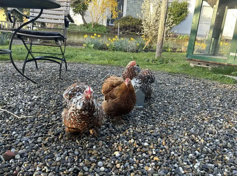 2 Zwerg-Cochin Hennen porzellanfarbig zu verschenken