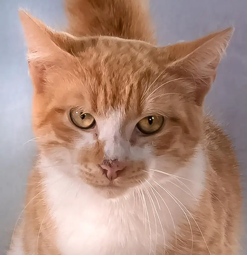 Kater Ashley, ein lieber Siam mix Schmusekater