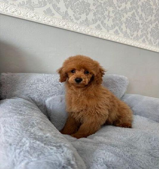 Zwergpudel-Rüden mit FCI-Ahnentafel