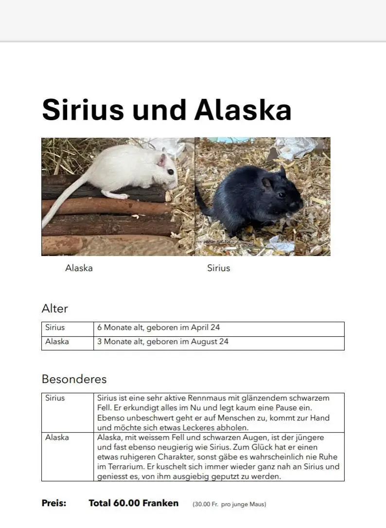 Rennmaus Männchen Sirius und Alaska