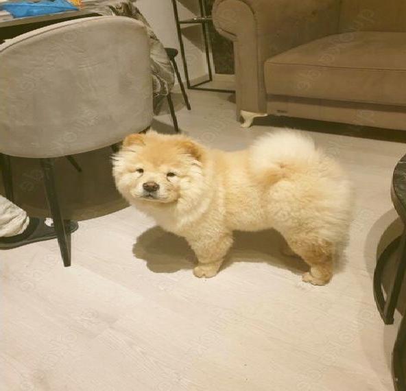 Liebevolles Zuhause für unsere 3 Monate alte Chow-Chow-Hündin gesucht