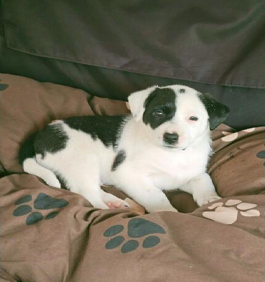 Labrador Border-Collie mix