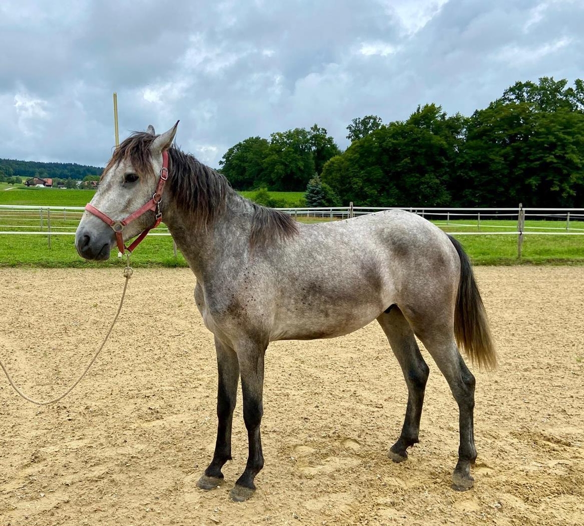 Lusitano Wallach als Freizeitpferd, auch Familienpferd