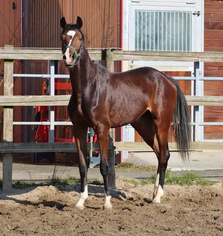 Bildschöne Jungstute für Dressur und Zucht aus Elite/Grand Prix Stamm