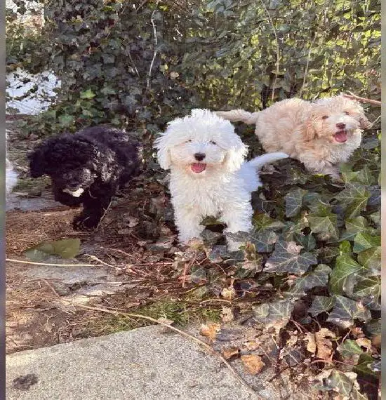 Süsse Mini/Toy Aussiedoodle