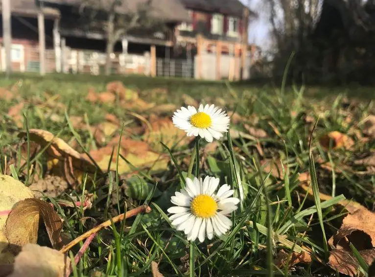 Suchen Allrounderin 70-80% ab sofort für privaten Pferdehof