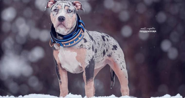 American Bully XL mit Blue Ice und Abkc Papieren