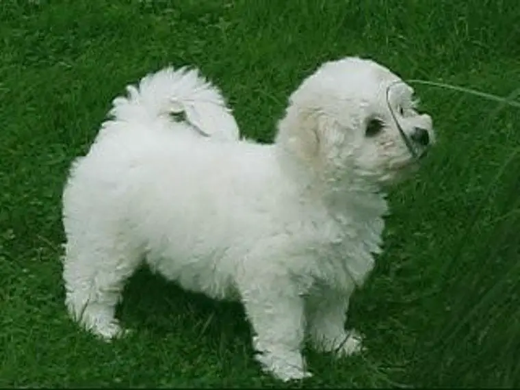 Wunderschöner Bichon Frisé Rüde & Hündin im Teddylook