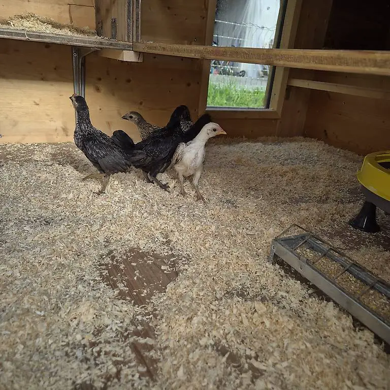 Zwerg Hähne ab zu geben