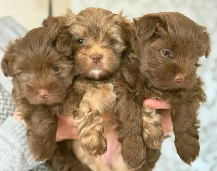 Bolonka Zwetna Welpen Herzensbrecher auf vier Pfoten suchen liebevolles Zuhause