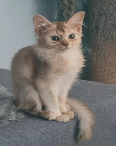 Somalis in sorrel, sorrel-silber und black-silber