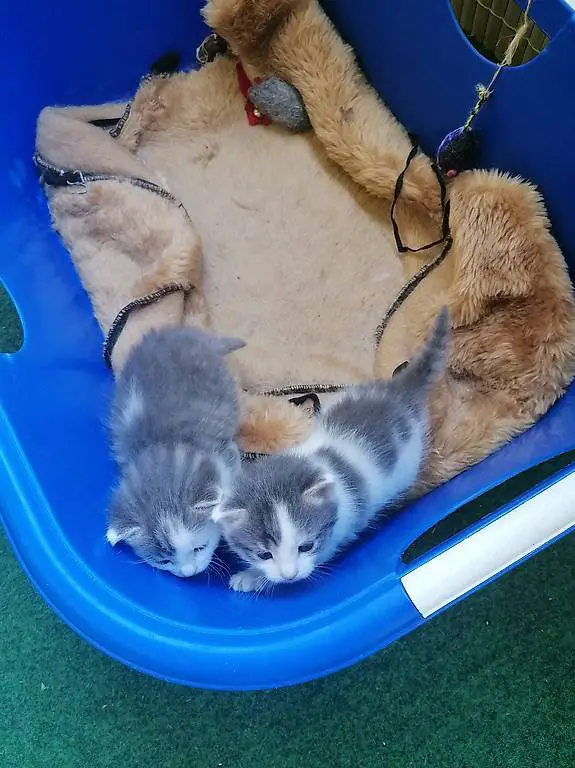 Hauskatzenbabies