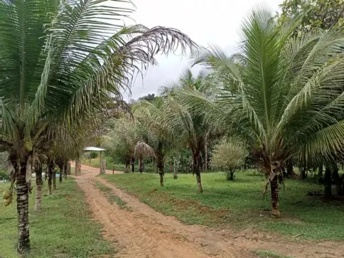  Brasilien 92 Ha Tiefpreis-Grundstück mit Privatsee bei Presidente