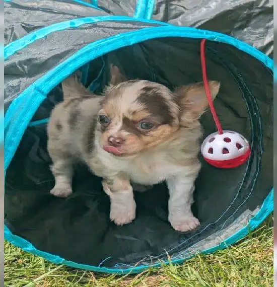Chihuahua - Welpen aus liebevoller Familienaufzucht