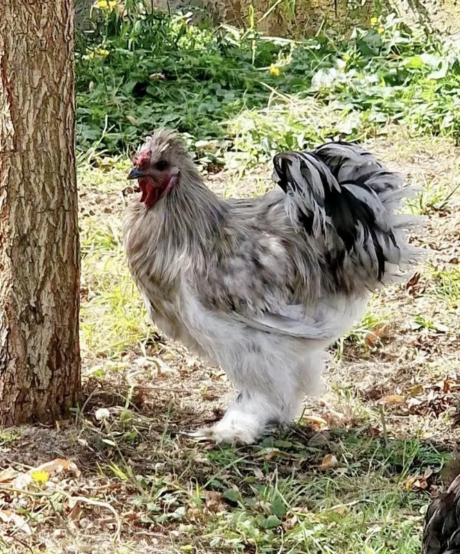 Schöner Araucana x Seidenhahn Mix in silver