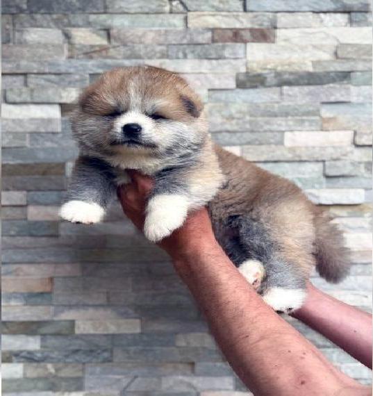 Japanische Akita Inu - FCI & AKIHO Ahnentafel