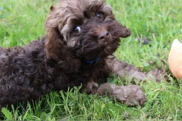 Cockerpoo - Schoko Tan - American Cocker Spaniel x Toypudel