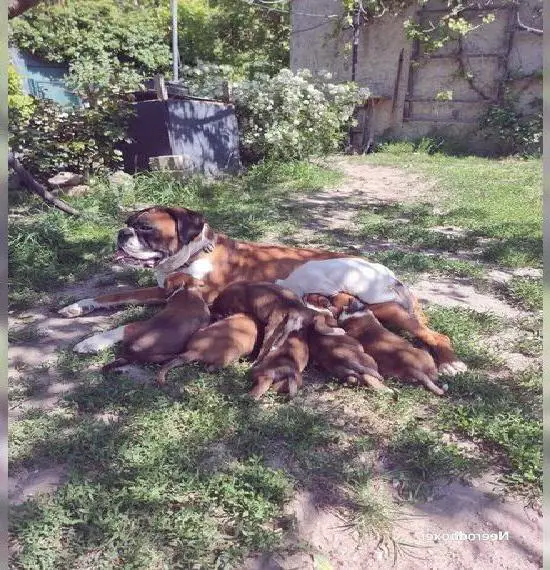 Boxerwelpen mit VDH/BK AT