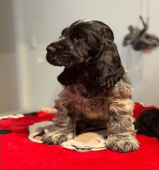 Reinrassigen English Cocker Spaniel Welpen - Mit FCI Ahnentafel