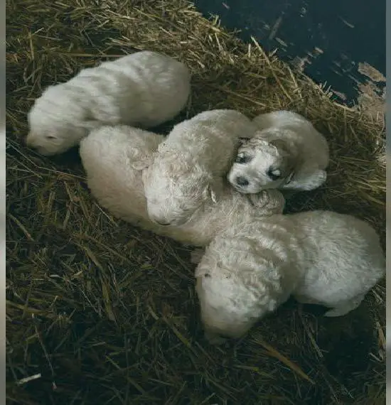 Schützer für Tier und Hof