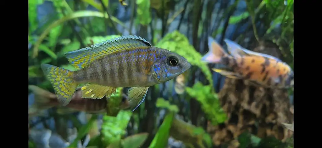 Junge Buntbarschen aus eigener Zucht zu verkaufen