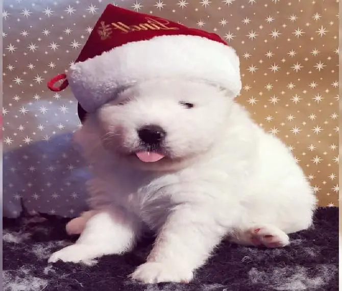 Reinrassige Samojeden in der Rhön