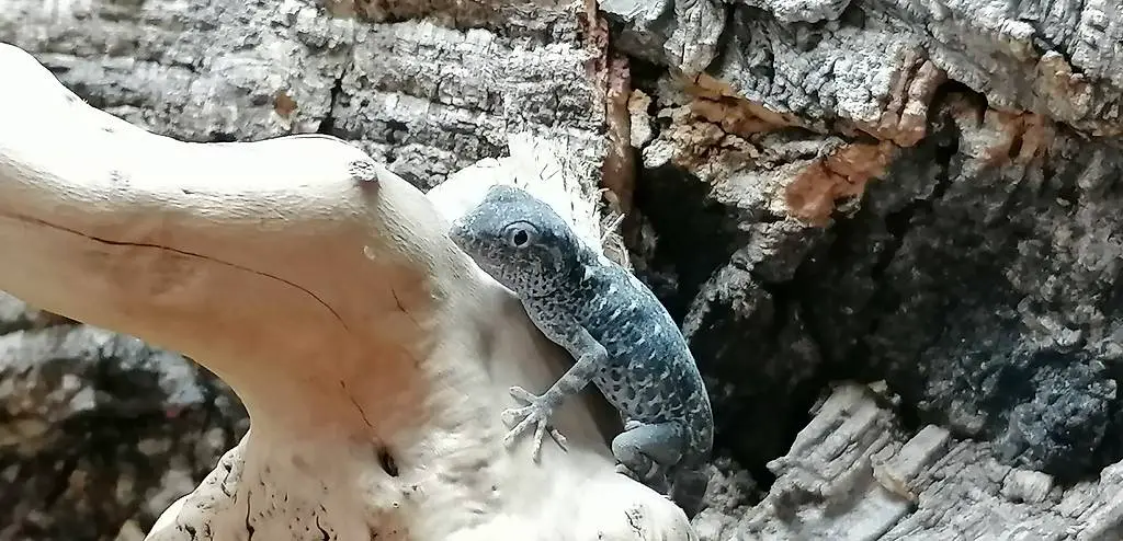 junger skorpionschwanzgecko