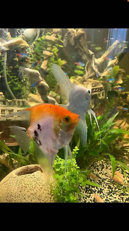 2 Skalar suchen neues zuhause