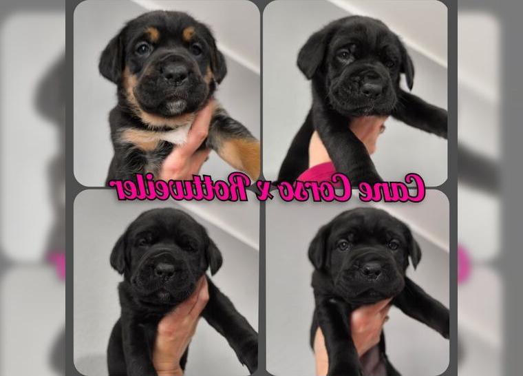 Noch 4 von 7 Cane Corso x Rottweiler Welpen