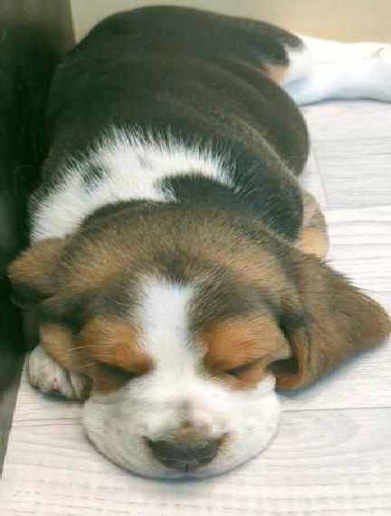 Beaglewelpen - jederzeit Besuch möglich